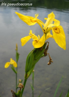  Iris pseudoacorus